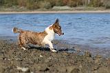 CORGI CARDIGAN 100